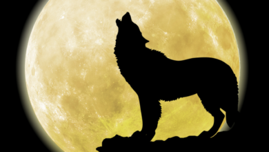 Wolf Moon 2022 HD Images, Quotes, Wishes, Greetings, Wallpaper to Download