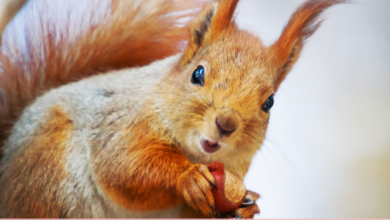 Squirrel Appreciation Day (USA) 2022: HD Images, Memes, Cliparts, Quotes, Messages, Greetings to celebrate the world’s cutest rodents