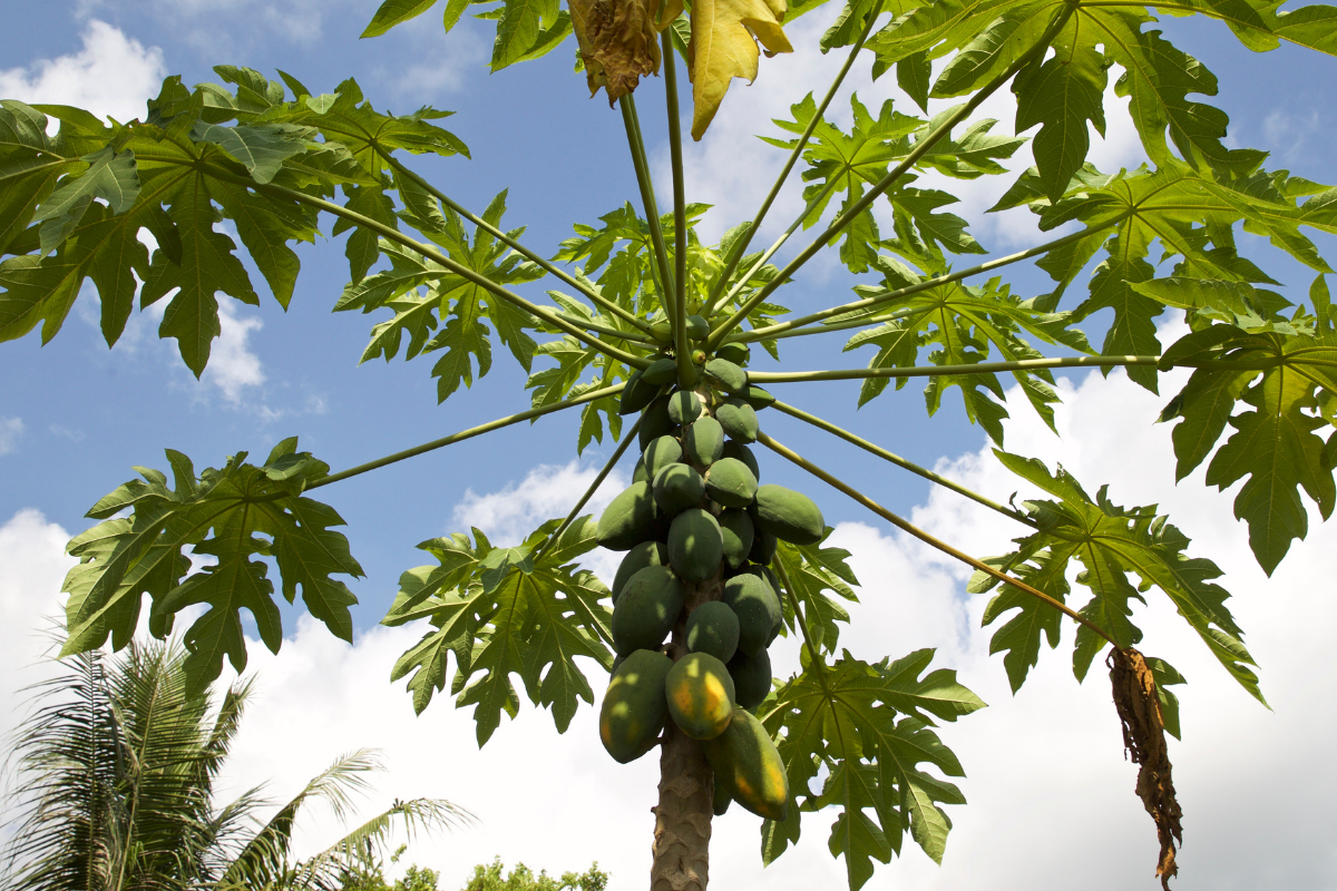 Good yielding crop at low cost - Papaya cultivation and papaya cultivation technology