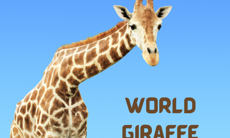 World Giraffe Day 2022: Current Theme, Quotes, Images, Slogans, Messages, To Create Awareness