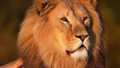 World Lion Day 2022: Top Quotes, Slogans, Messages, Images, Greetings, and Posters to create awareness
