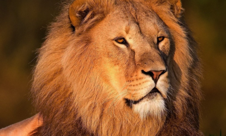World Lion Day 2022: Top Quotes, Slogans, Messages, Images, Greetings, and Posters to create awareness