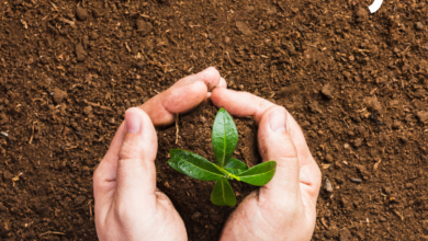 World Soil Day 2022 Current Theme, HD Images, Messages, Posters, Banners, Quotes, Wishes, Greetings, and Slogans