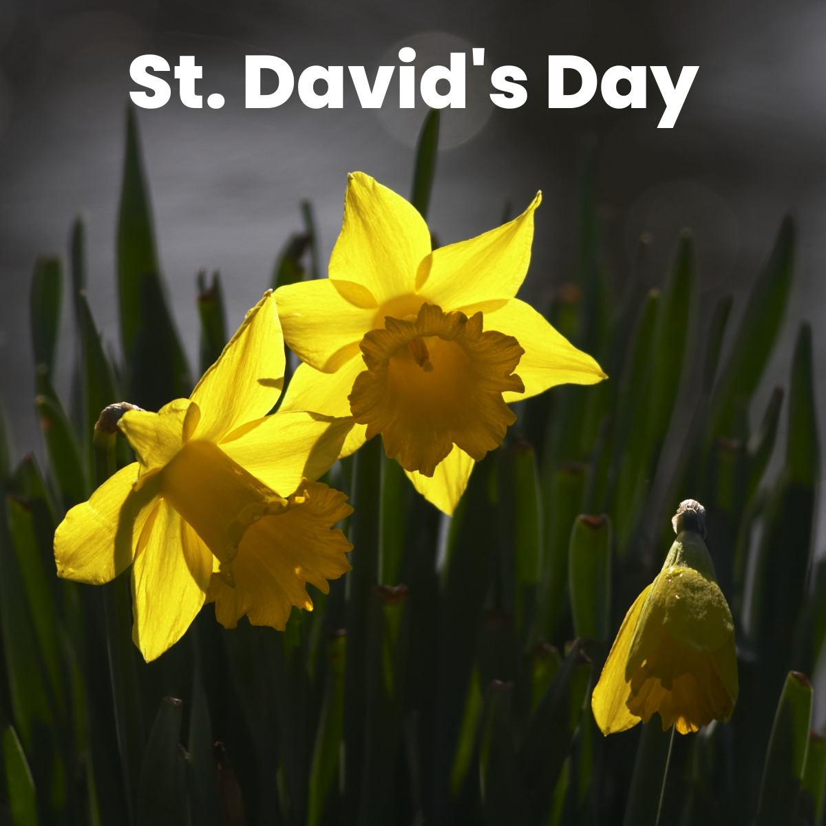 St. David's Day 2023 Quotes, Messages, Greetings, Wishes, Images, Sayings, Cliparts, Captions, and Posters