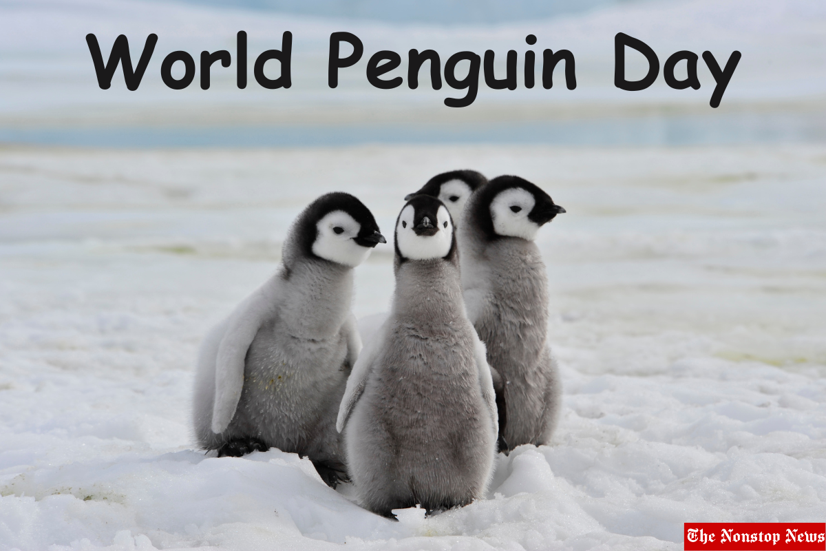 World Penguin Day 2023: Current Theme, Quotes, Messages, Images, Wishes, Captions and Cliparts