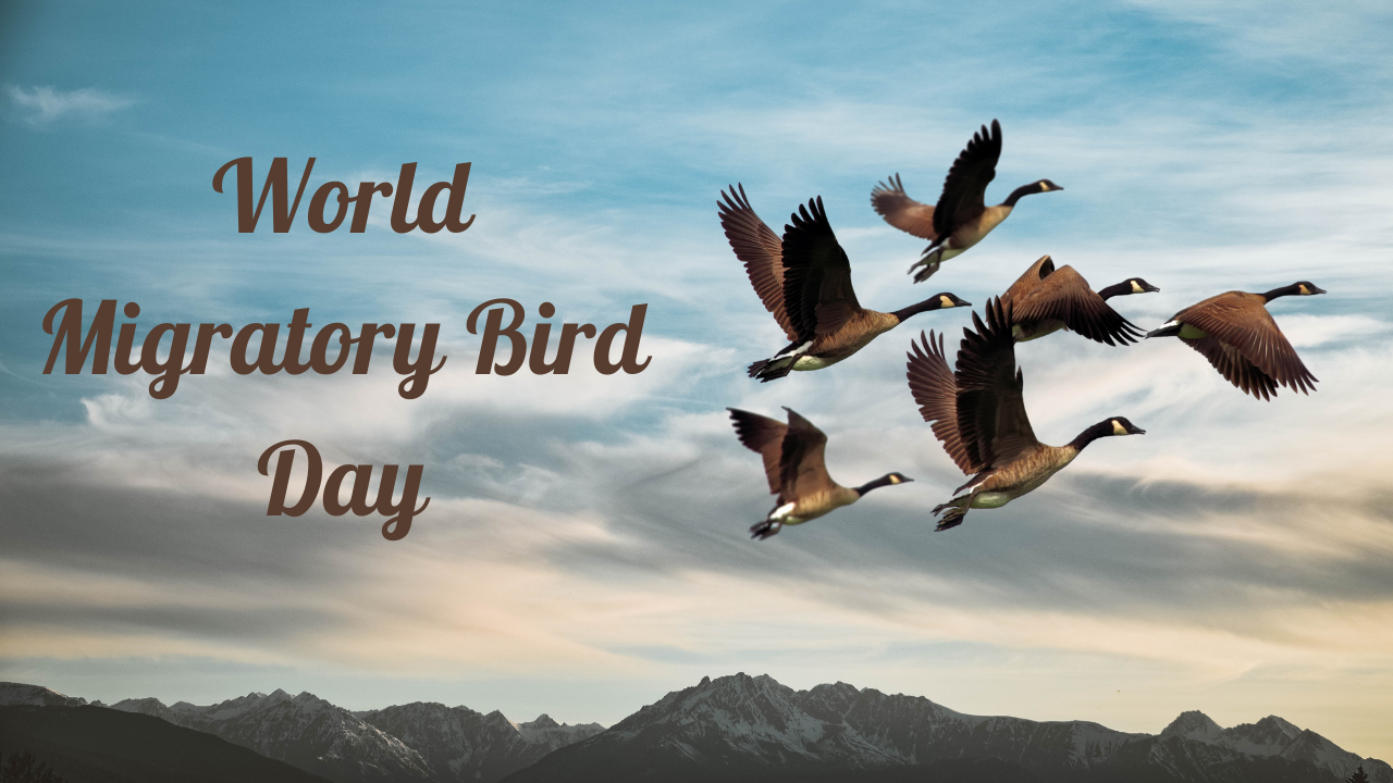 World Migratory Bird Day 2023: Current Theme, Quotes, Images, Messages, Slogans, Posters, Banners, Greetings, Sayings, and Captions