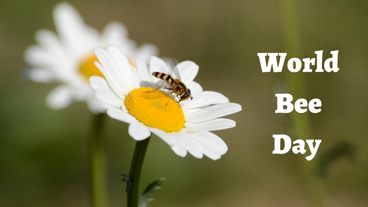 World Bee Day 2023: Current Theme, Quotes, Images, Messages, Greetings, Wishes, Captions, Cliparts, Posters and Banners
