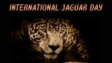 International Jaguar Day 2023 Theme, Quotes, Images, Messages, Slogans, Cliparts, and Captions