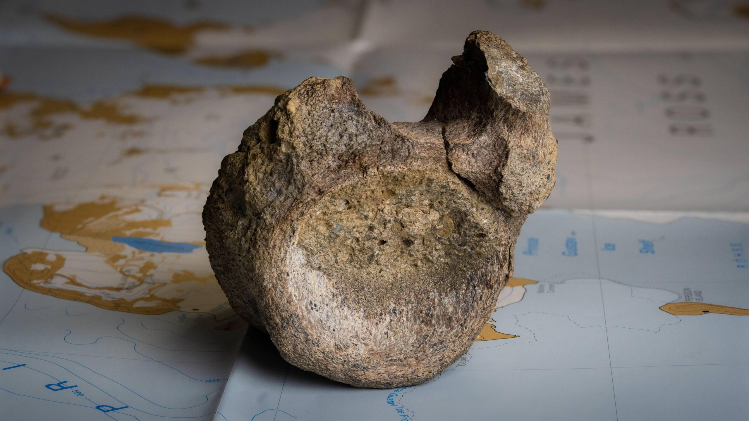 Latest News image related to Titanosaur tail bone found in Antarctic drawer