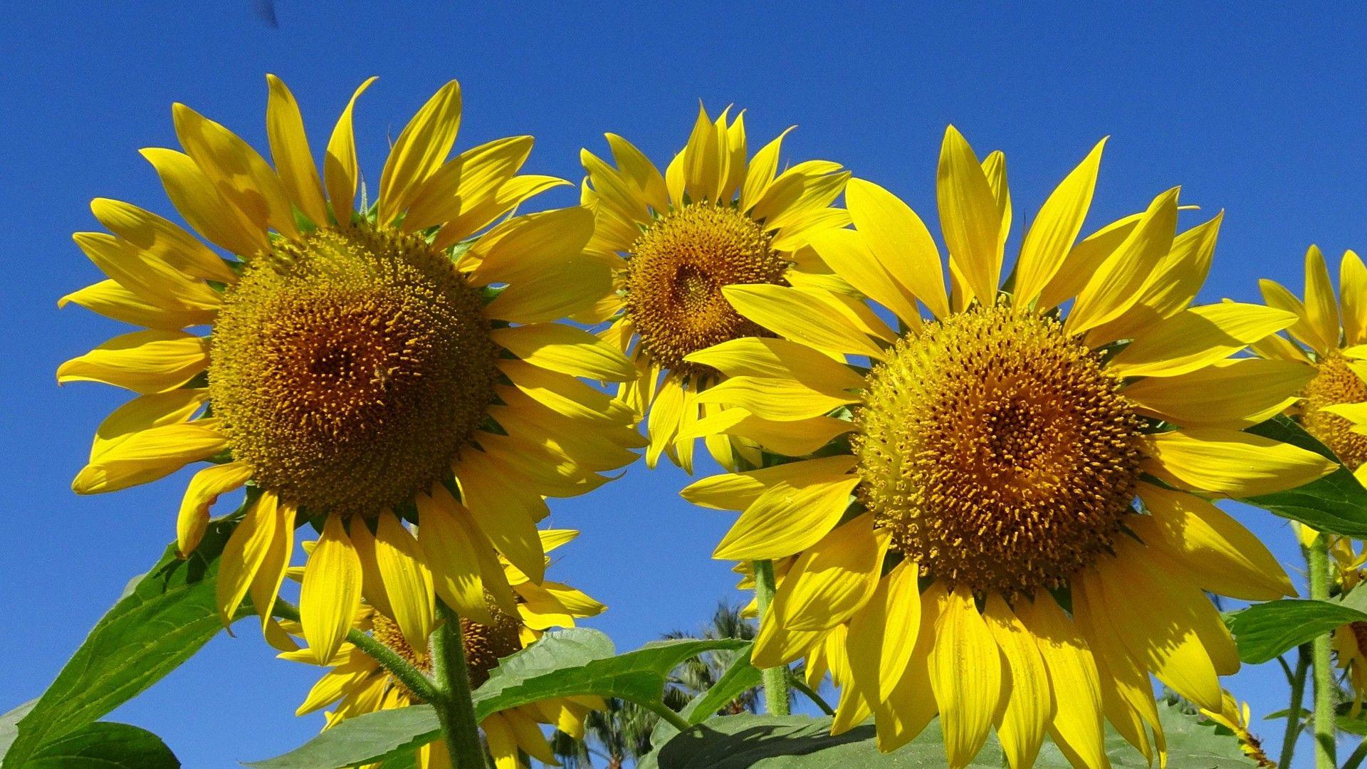 Latest News image related to UK heatwave brings persistent 30C and exceptional sunshine