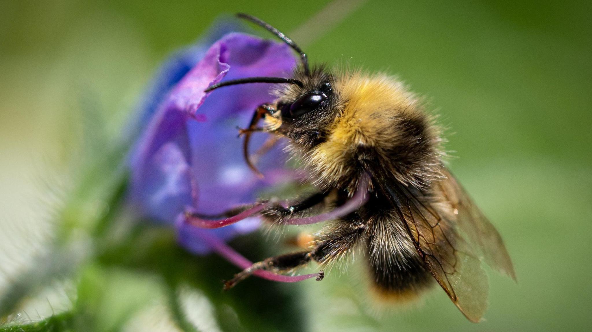 Latest News image related to UK bumblebees struggling in heatwaves and how you can help