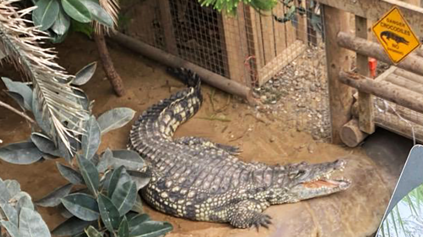 Latest News image related to Three-year-old recovering after zoo crocodile attack