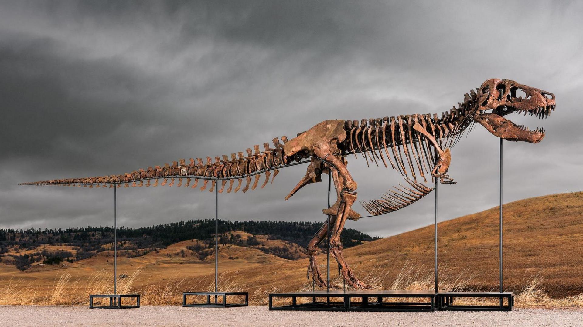 Latest News image related to Tyrannosaurus rex sold at Sothebys in New York