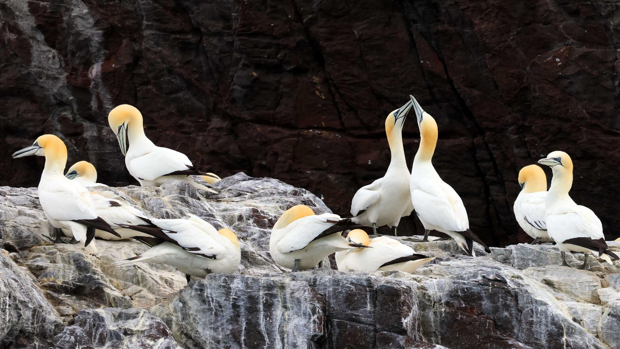 Latest News image related to Gannet colonies may need 15 years to recover after 2022 bird flu
