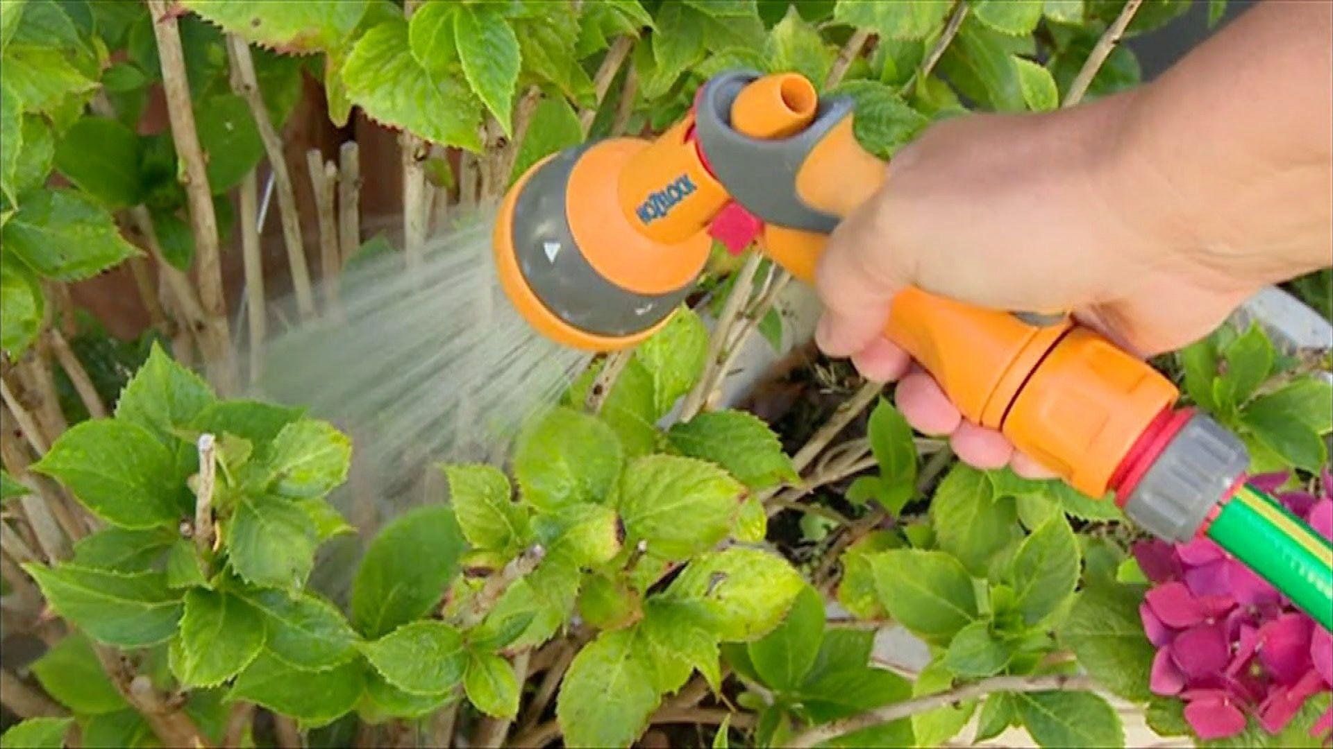 Latest News image related to Hosepipe ban for Hampshire and Isle of Wight