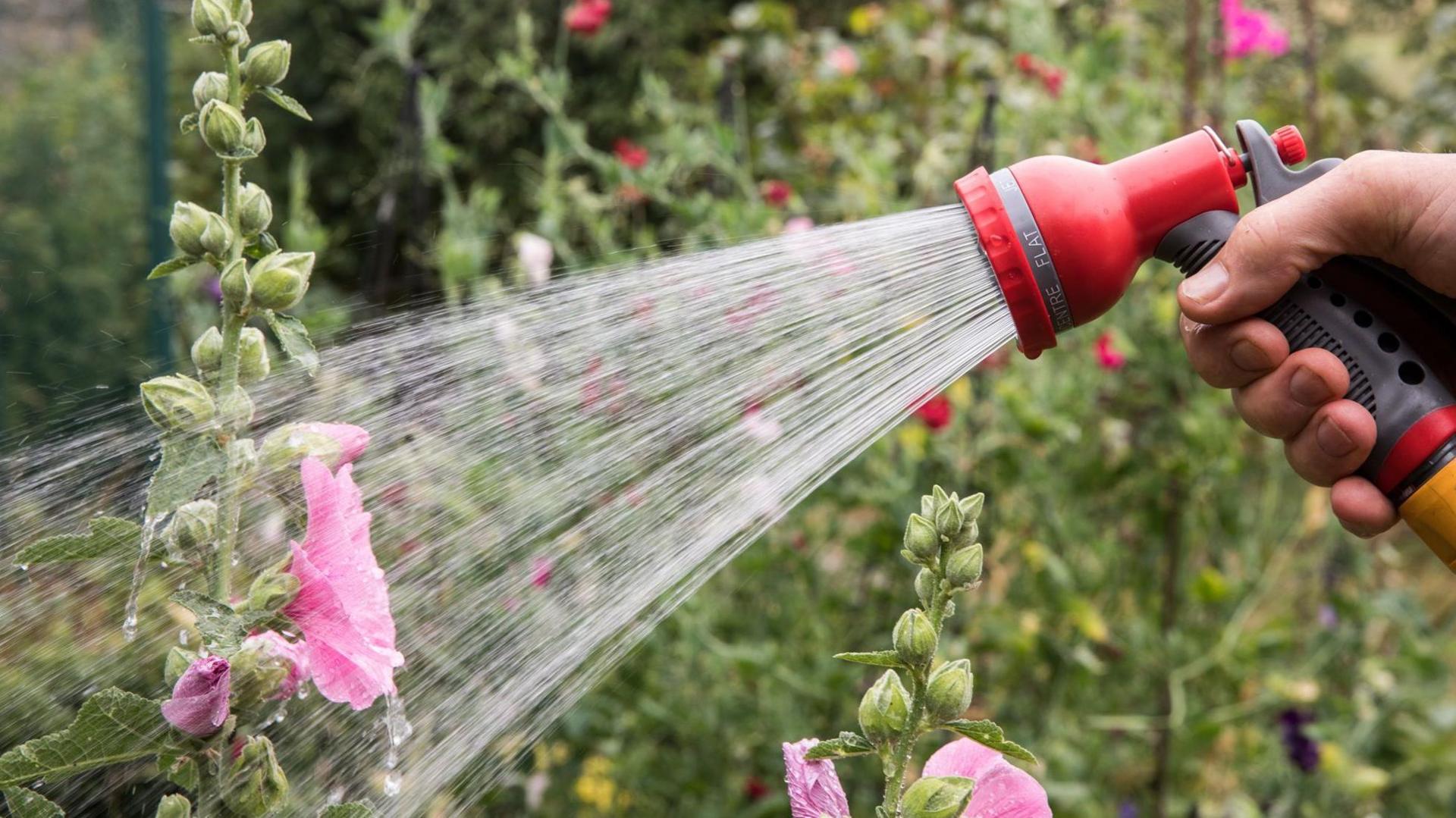 Latest News image related to Hosepipe bans now cover 8 million households — is yours affected?