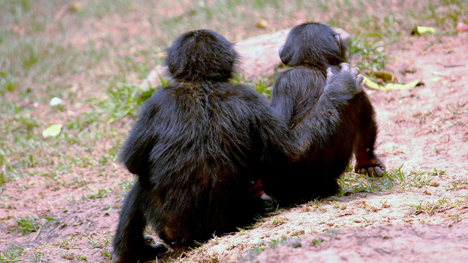 Latest News image related to Great apes kissing and cuddling may build trust
